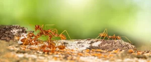 Controlling Fire Ants Controlling Ants