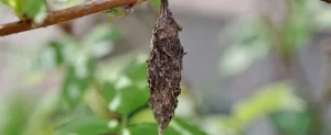 QUICK! Check for Bagworms Check for Bagworms
