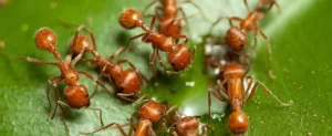 Fire Ant Treatment and Prevention Fire Ant Treatment