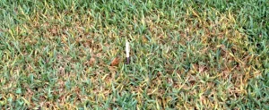 Are You Encouraging Fungus Growth in Your Yard? Fungus Growth in Your Yard