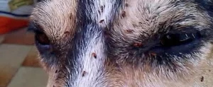 Lawn Care Solutions to Diminish Exposure to Fleas Solutions to Diminish Exposure to Fleas