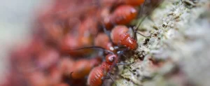 Summertime Pest Prevention Summer Pest Prevention
