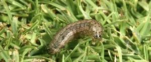 Armyworm Invasion: How to Deal With This Invasive Pest Armyworm Invasion