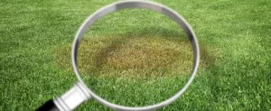 Diagnosing & Solving Lawn Brown Spots During Texas Summers Solving Lawn Brown Spots During Texas Summers
