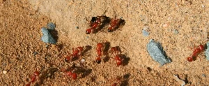 Best Way To Prevent Fire Ants in Texas Best Way To Prevent Fire Ants