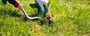 Identifying Common Texas Lawn Weeds Common Texas Lawn Weeds