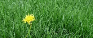 Prepare Your Lawn For Spring With Pre-emergent Weed Control Your Lawn For Spring With Pre-emergent Weed Control