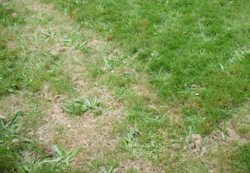 Grass been cut to low vs High