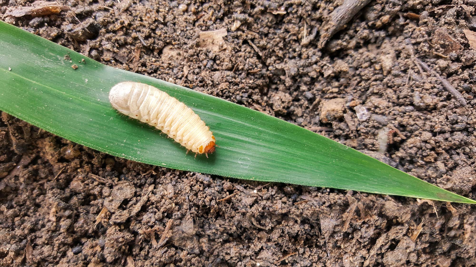 Controlling Grub Worms – The What, When & How! - Higher Ground