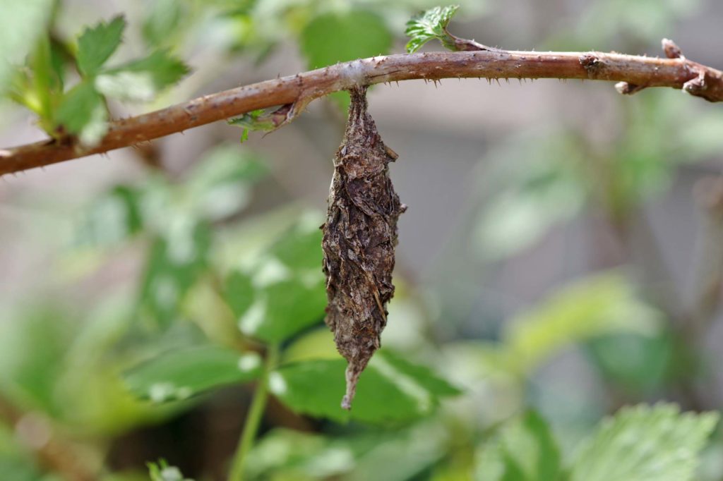 bagworm on a branch