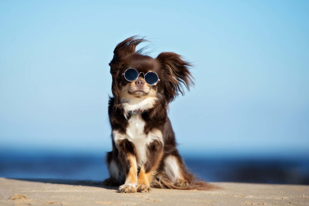 puppy with sunglasses on