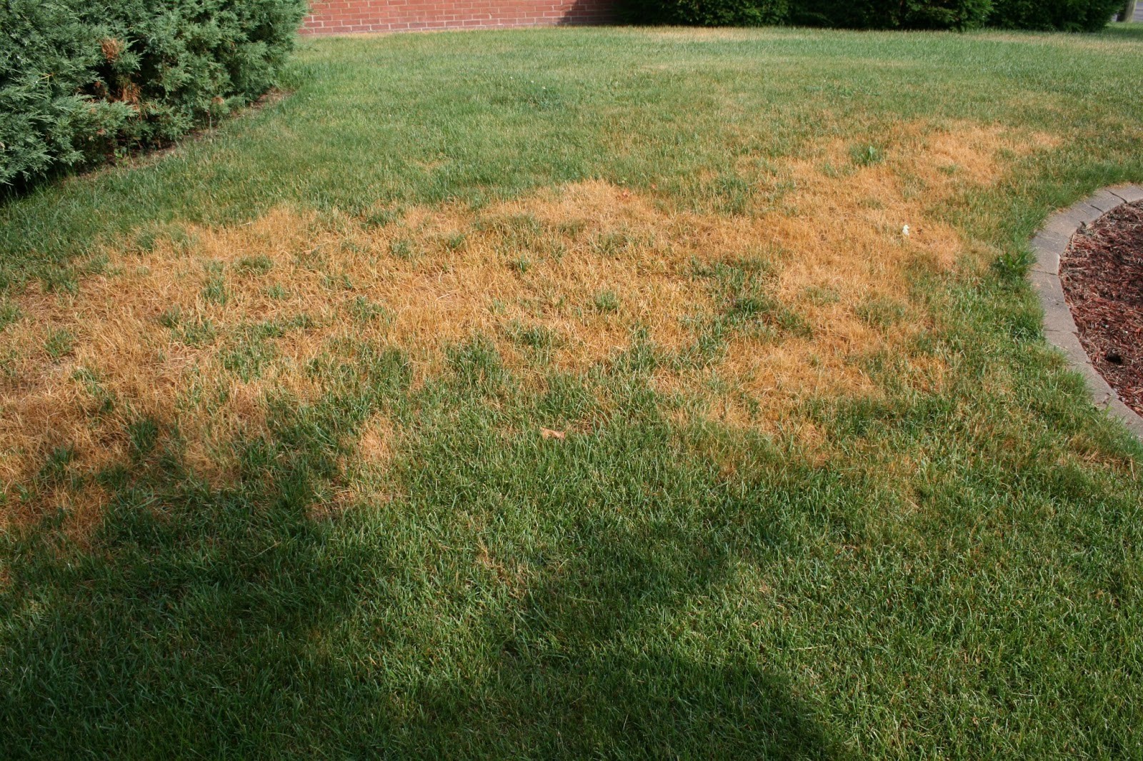 lawn with heat stress