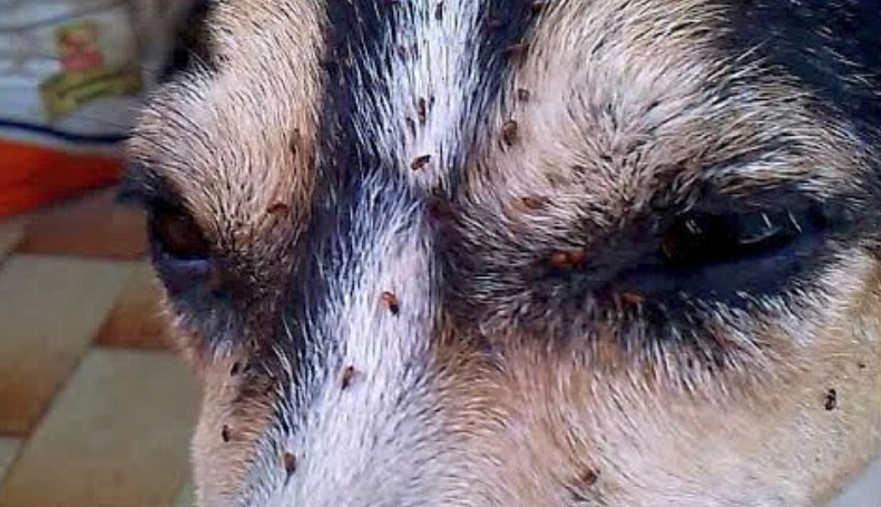 dog face covered in fleas