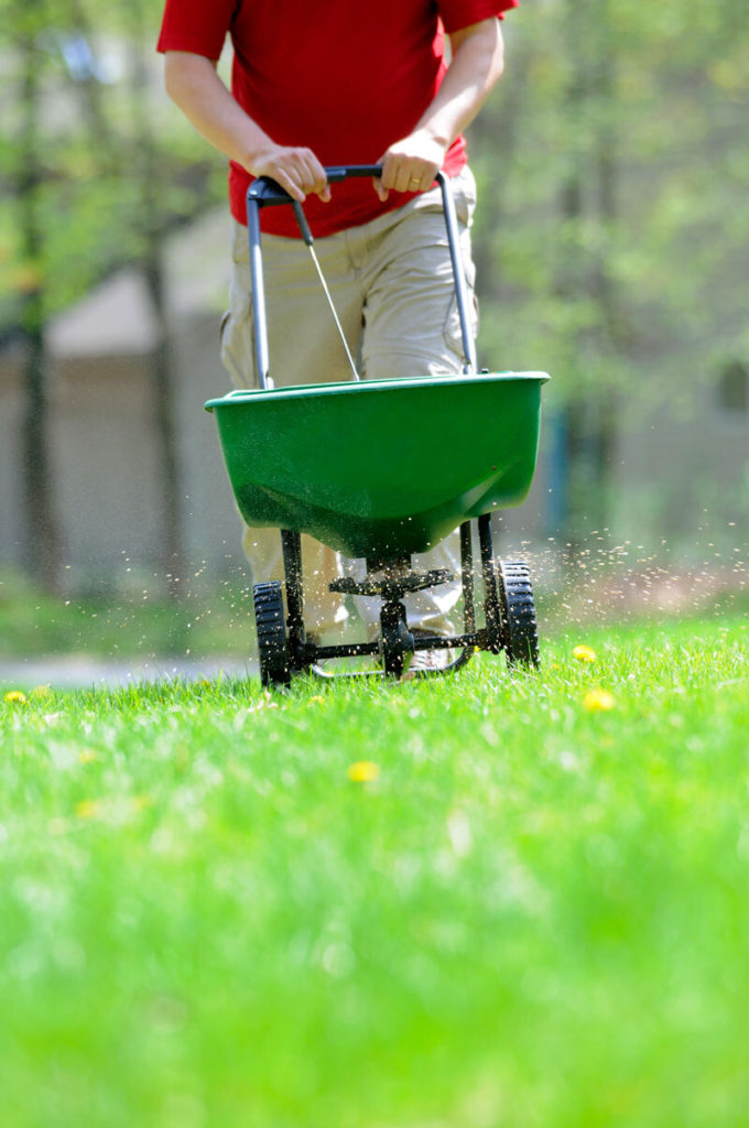 guy fertilizing his lawn