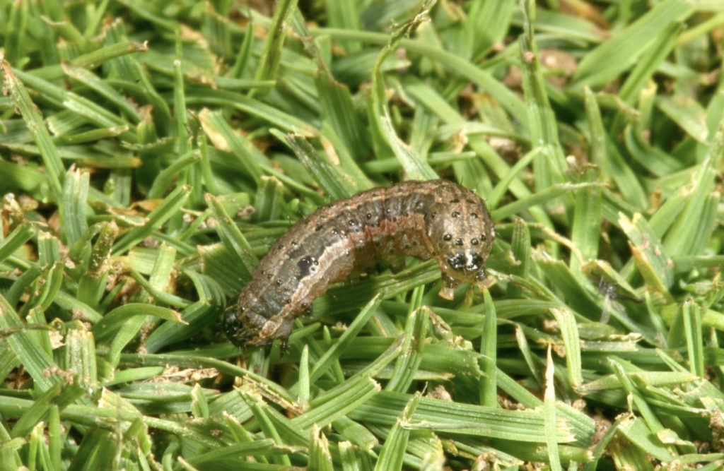 armyworm in grass