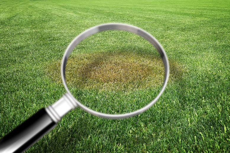 magnifying glass over brown spot on grass