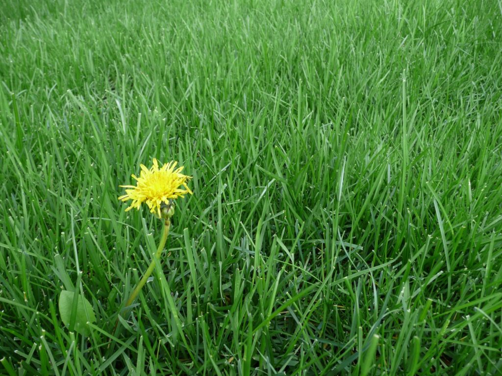 on dandelion in grass