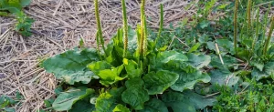 Controlling Broadleaf Weeds in Your Lawn Controlling Broadleaf Weeds