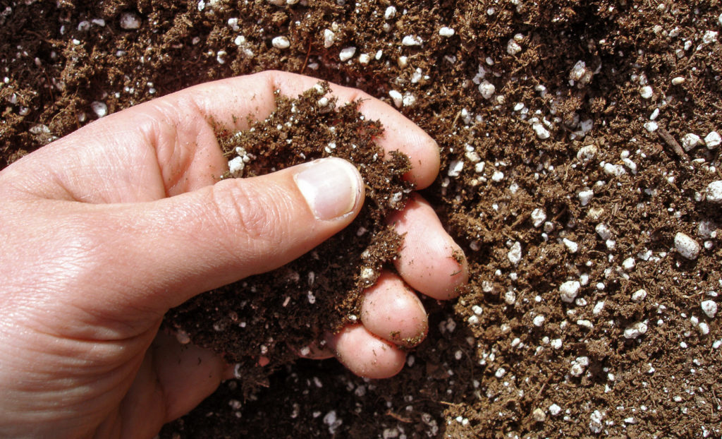 hands in healthy soil