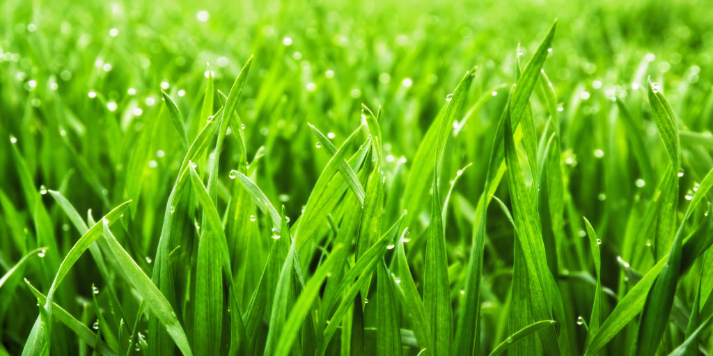 close up of wet grass