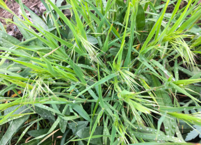 grassy weeds