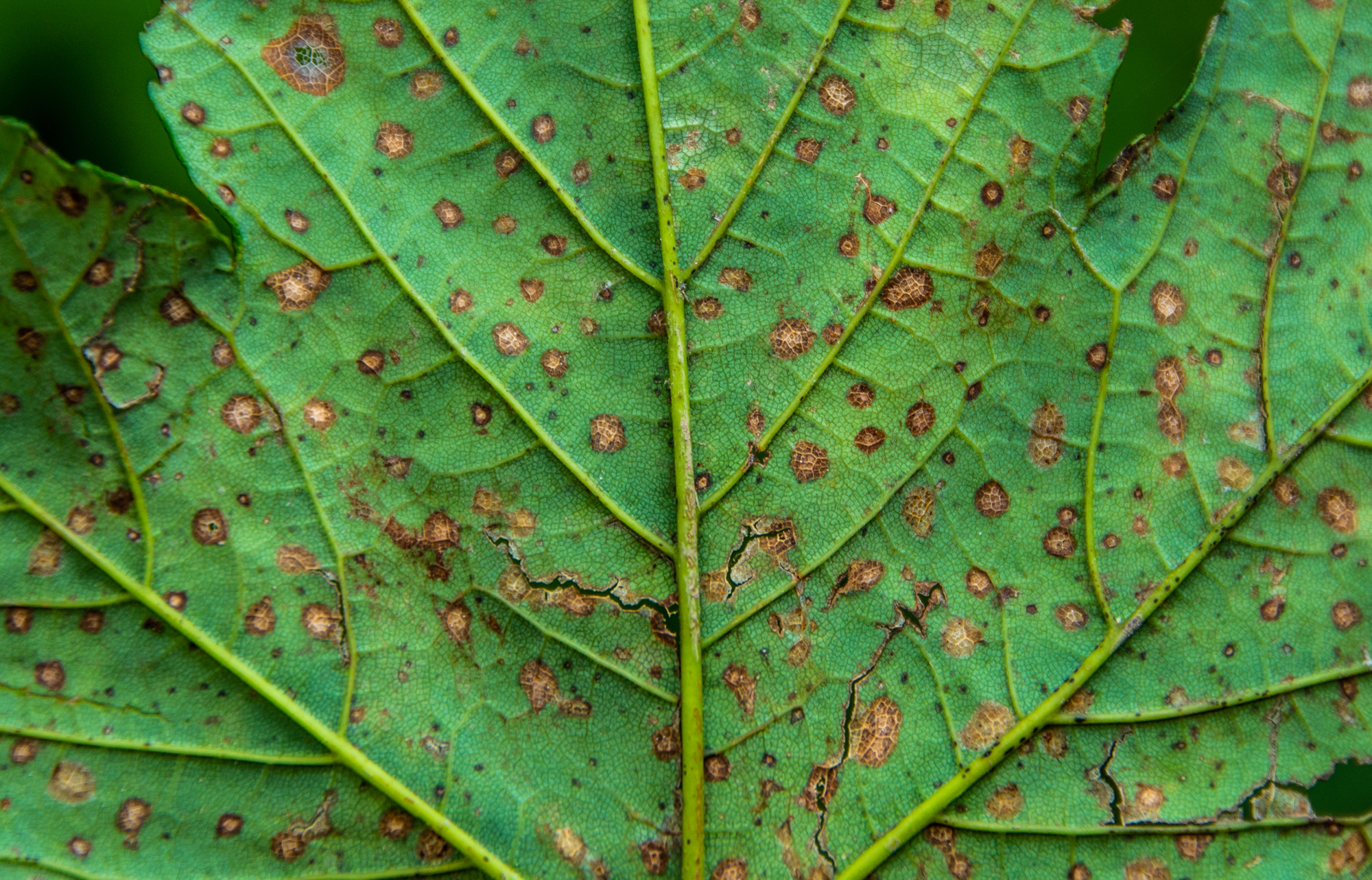 leaf spot