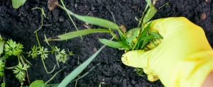 3 Grassy Summer Weeds to Look Out For Grassy Summer Weeds