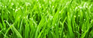 5 Things to Know When Cutting Wet Grass Know When Cutting Wet Grass