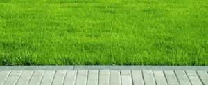 The 3 Best Nutrients For Your Lawn Best Nutrients For Your Lawn
