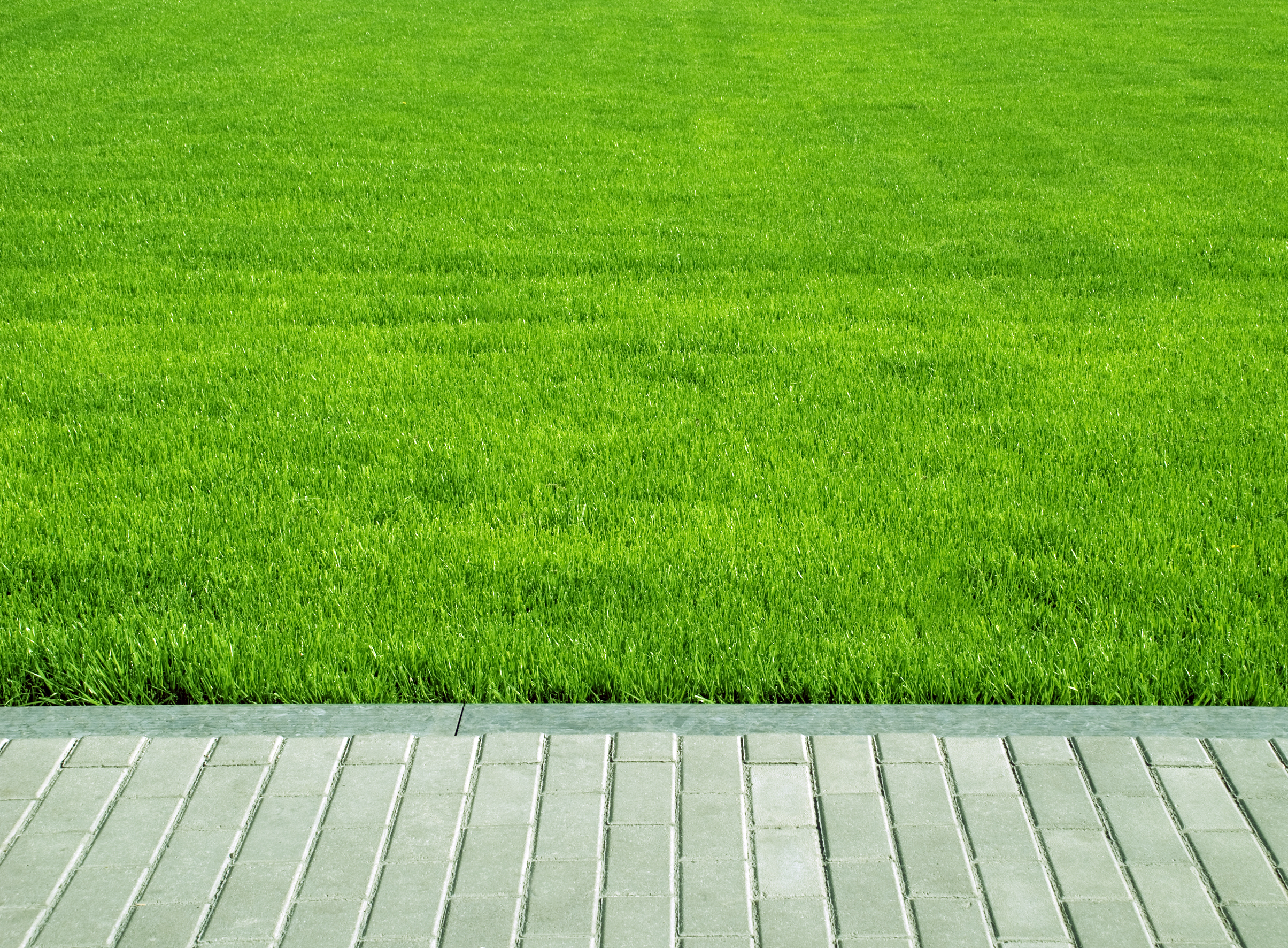 Healthy Green Lawn