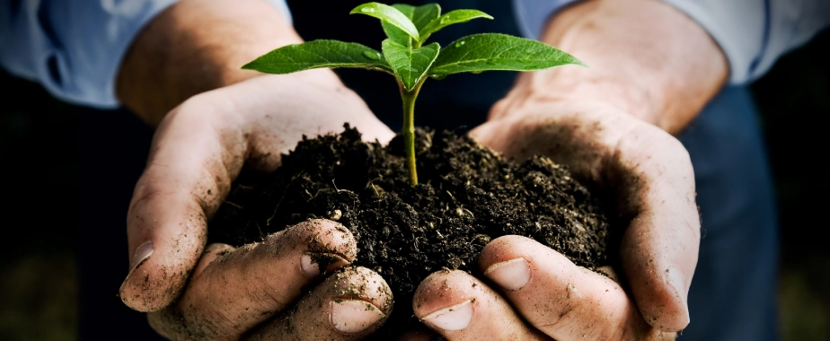 tree and shrub care in Dallas, TX