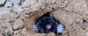 The Damaging Effects Of Moles Damaging Effects Of Moles