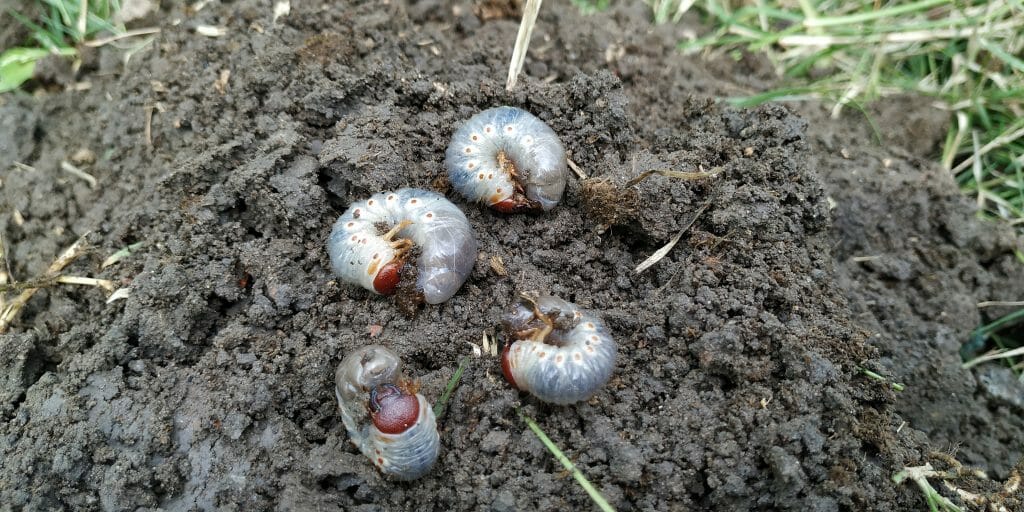 grub worms in the dirt