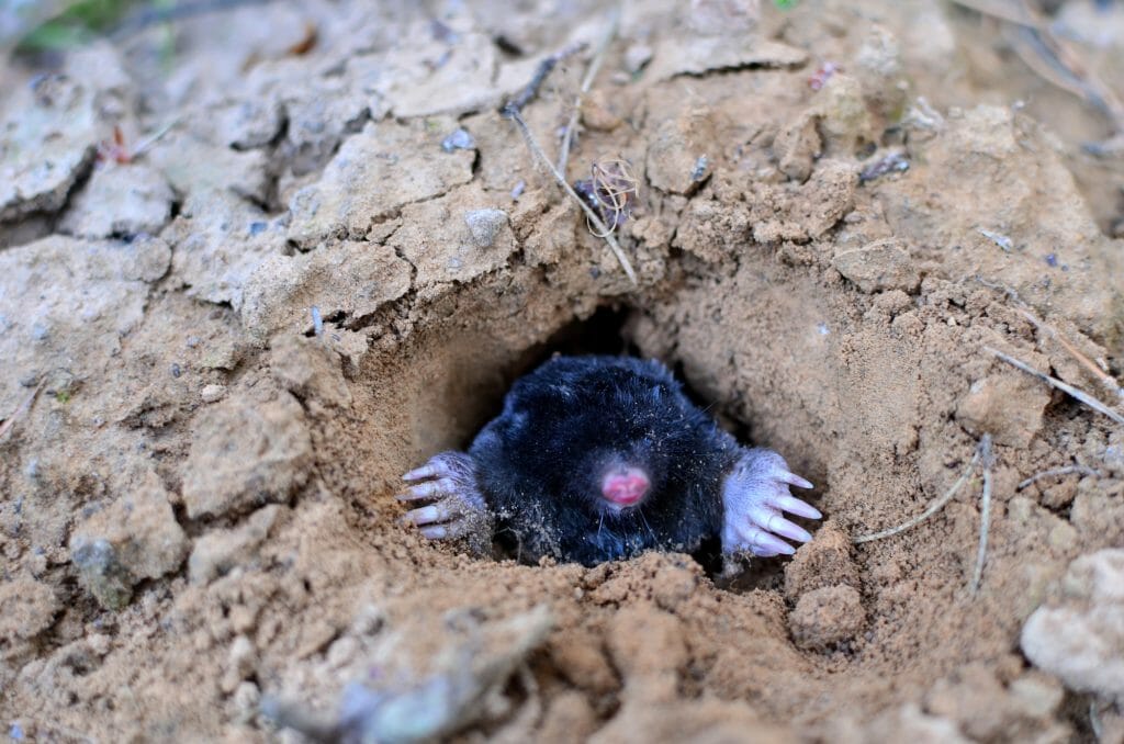 mole coming out of a molehill