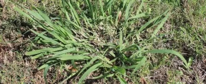 How to Get Rid of Dallisgrass Get Rid of Dallisgrass