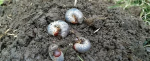 Grub Worms: A Hazard To A Healthy Lawn Grub Worms A Hazard To Healthy Lawn
