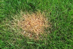 synthetic fertilizer burn on lawn