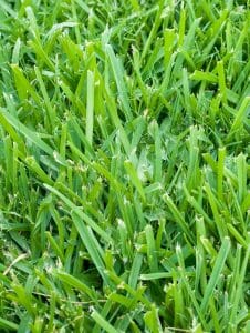 St. Augustine grass close up