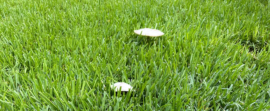 hy Are Mushrooms Popping Up In My Lawn And What To Do About It