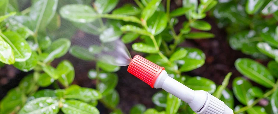 Foliar Feeding
