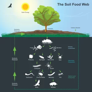 5 Different Types Of Soil Microbes 5 Different Types Of Soil Microbes