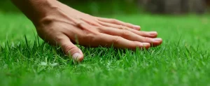 Keeping Your Lawn Healthy During The Cooler Months Keeping Your Lawn Healthy During The Cooler Months