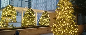 Tree Wrapping