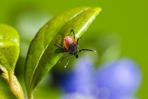 Don't Let Little Critters Ruin Your Spring: Ticks