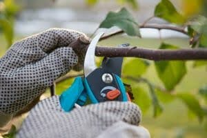 protecting-garden-plants-in-cold-weather