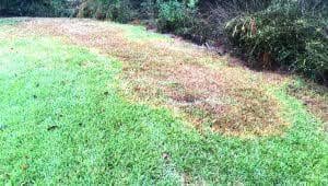 Spring yard cleanup with fresh planting and mulching