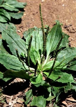 Broadleaf-Weeds