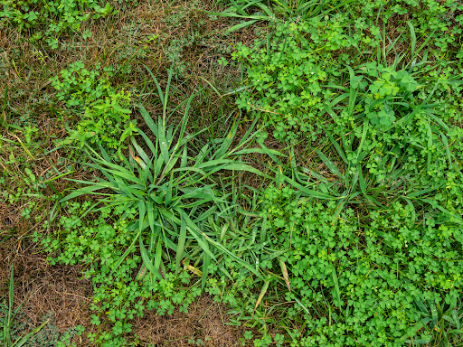 Grassy Weeds