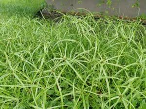 Sedge Weeds