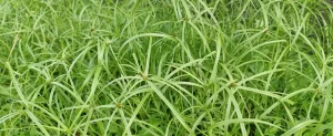 Weeds: Know Thy Enemy Weeds: Know Thy Enemy